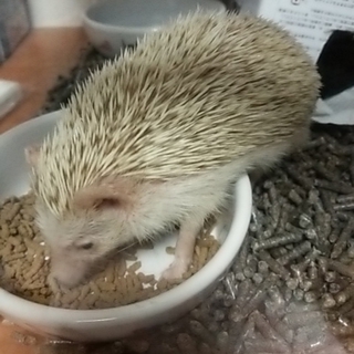 生後半年のハリネズミ(シナモン)の男の子です