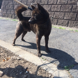 凛々しさの中に優しさあり、甲斐犬のオス中虎毛