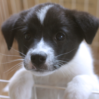 白黒犬ページ 小さな犬の子犬。色は白黒。写真素材38314333 | Shutterstock