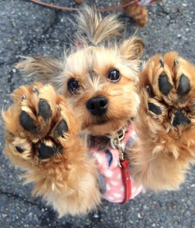 元気なヨーキー ミックス 三重県 犬の里親募集 ペットのおうち 月間利用者150万人