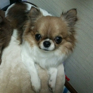 7歳の人懐っこいチワワちゃん♀です♪