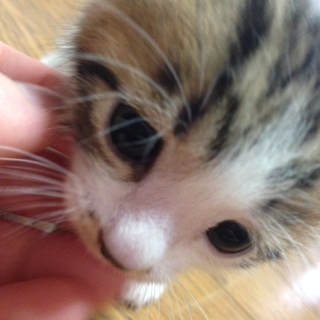 生後一ヶ月もふもふにゃんこ
