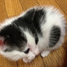 生後一ヶ月もふもふにゃんこ サムネイル4