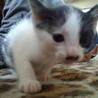 生後一ヶ月もふもふにゃんこ サムネイル5