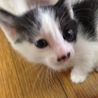 生後一ヶ月もふもふにゃんこ サムネイル6