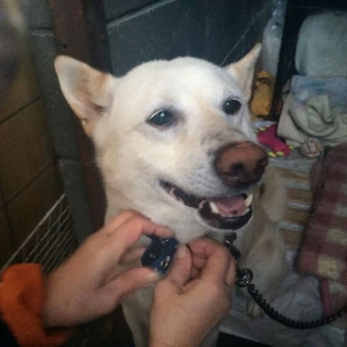 騒音の酷い国道脇にいるワンコの里親募集!!!