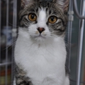 ふれあい猫引退・・・今後は家庭でのんびりと・・・