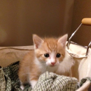1ヶ月半くらいの子猫