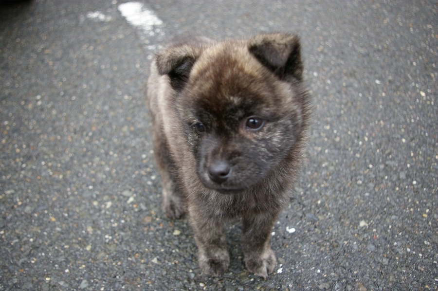 犬メス 生後２ヶ月くらい 大阪府 犬の里親募集 ペットのおうち 月間利用者150万人