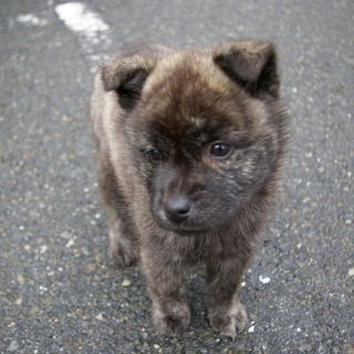 犬メス 生後２ヶ月くらいの可愛らしいひなちゃん☆
