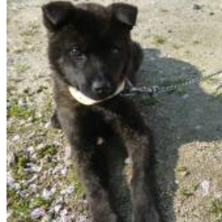 広島県動物愛護センターからの募集です！