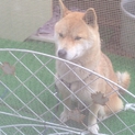 ありがとうございました