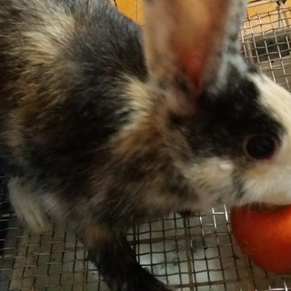 うさぎの里親募集中