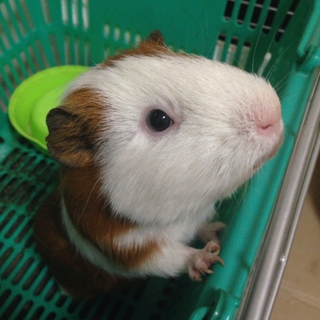 モルモットの里親探しています！