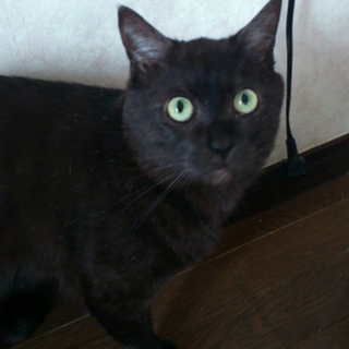 可愛がってくださるかに・・