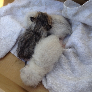 産まれてすぐ母猫を失った可哀想な子猫達。