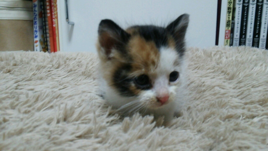 名古屋 三毛猫 カオルち 愛知県 猫の里親募集 34325 ペットのおうち 月間利用者150万人