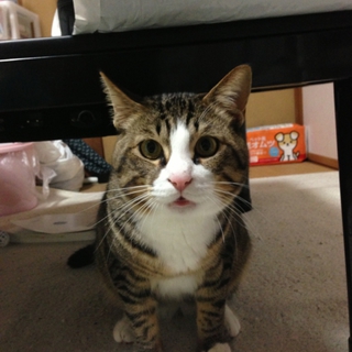 靴下をはいた雄猫の里親募集です