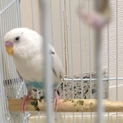 セキセイインコのペア里親決定！
