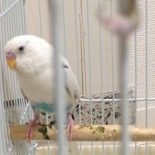 セキセイインコのペア里親決定！
