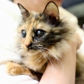 人好き♪猫好き♪　賢い琴音ちゃん