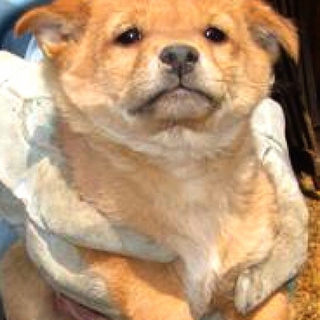茶mix子犬の男の子