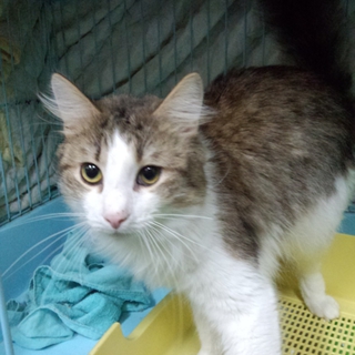 ノルウェージャンフォレストキャット★むさし★2歳