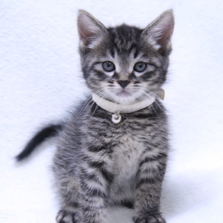 とっても甘えん坊キジちゃんです♡