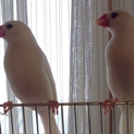 白文鳥２羽里親募集中！