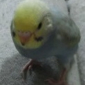 綺麗なレインボーの幼鳥です。まだ2ヶ月未満。