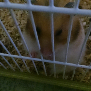 ハムスターの里親探してます