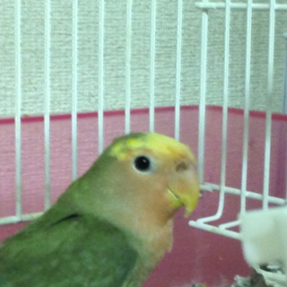 コザクラインコ里親決定！