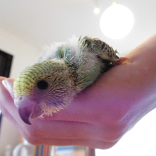 セキセイインコの里親募集します！（可愛い３羽です）