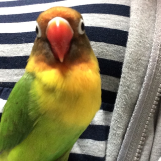 ボタンインコ里親募集