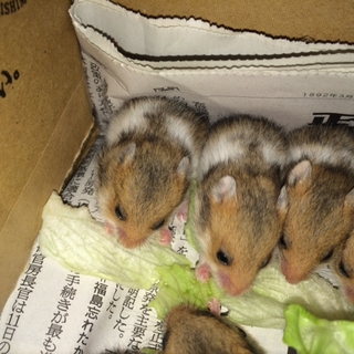 【3月25日うまれ】ゴールデンハムスター♪