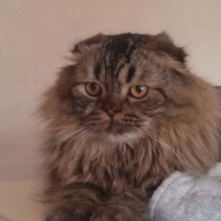 引っ越しで飼えなくなった猫ちゃんの預かり