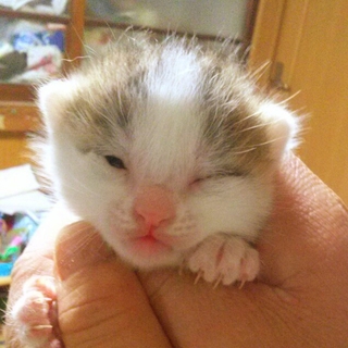 可愛い子猫です！