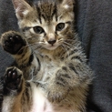 もぉすぐ2ヶ月の子猫ちゃん