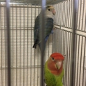 コザクラインコペア里親決定