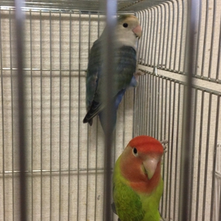 コザクラインコペア里親決定