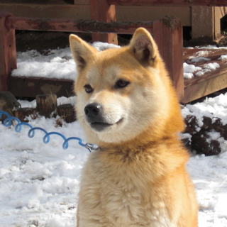 穏やかな性格の　柴犬の女の子です