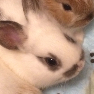 愛らしいウサギです！