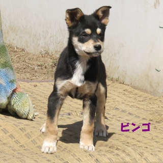 ミックスの子犬２頭