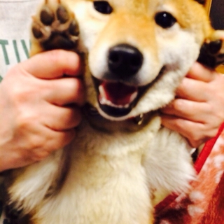 豆柴のちーちゃんです！