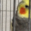 オカメインコノーマル♂里親決定！