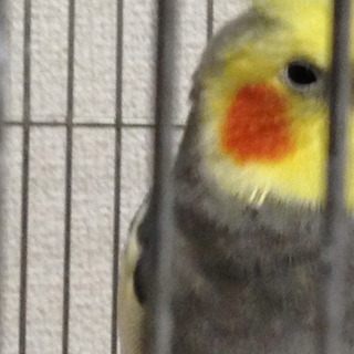 オカメインコノーマル♂里親決定！