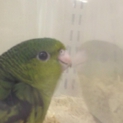 サザナミインコノーマル里親決定！
