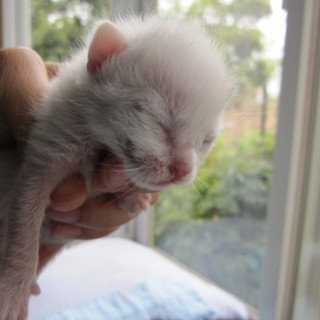 白地に黒のポイント　たけくん　授乳中