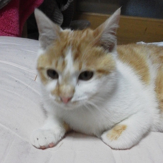 かわいい子です