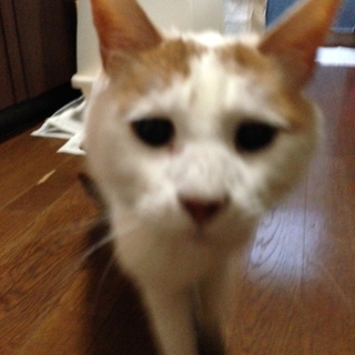 里親緊急募集！